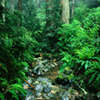 Escondido lugar verde bosque juego
